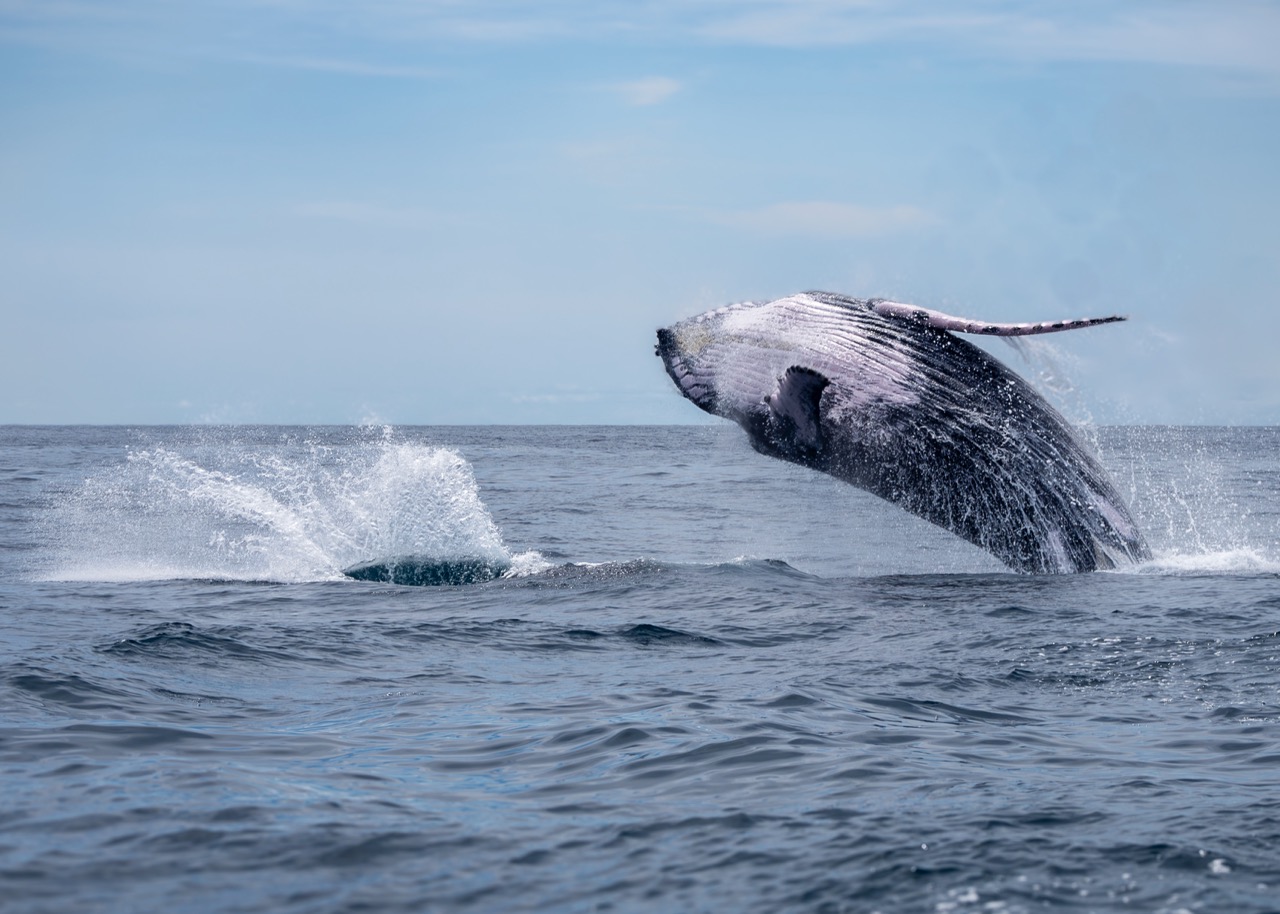 Tour de Avistamiento de Ballenas